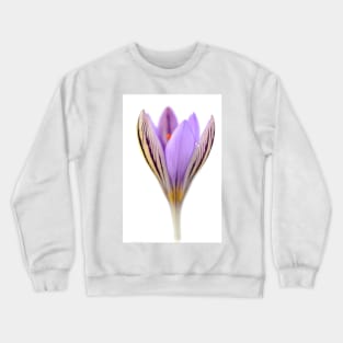 Crocus corsicus  AGM	  Corsican crocus Crewneck Sweatshirt